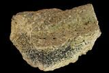 2" Ankylosaur Scute - Alberta (Disposition #000028-29) - #132072-1